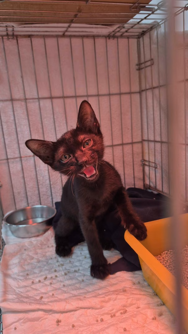 Black young male mixed-breed cat, Small, shelter no. …2006