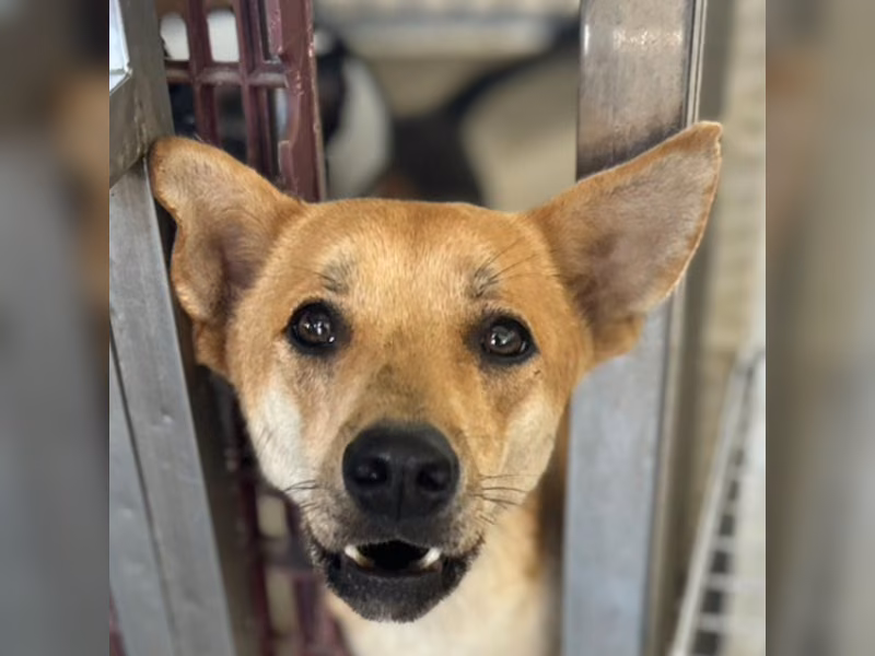Tan adult female mixed-breed dog, Large, shelter no. …5014