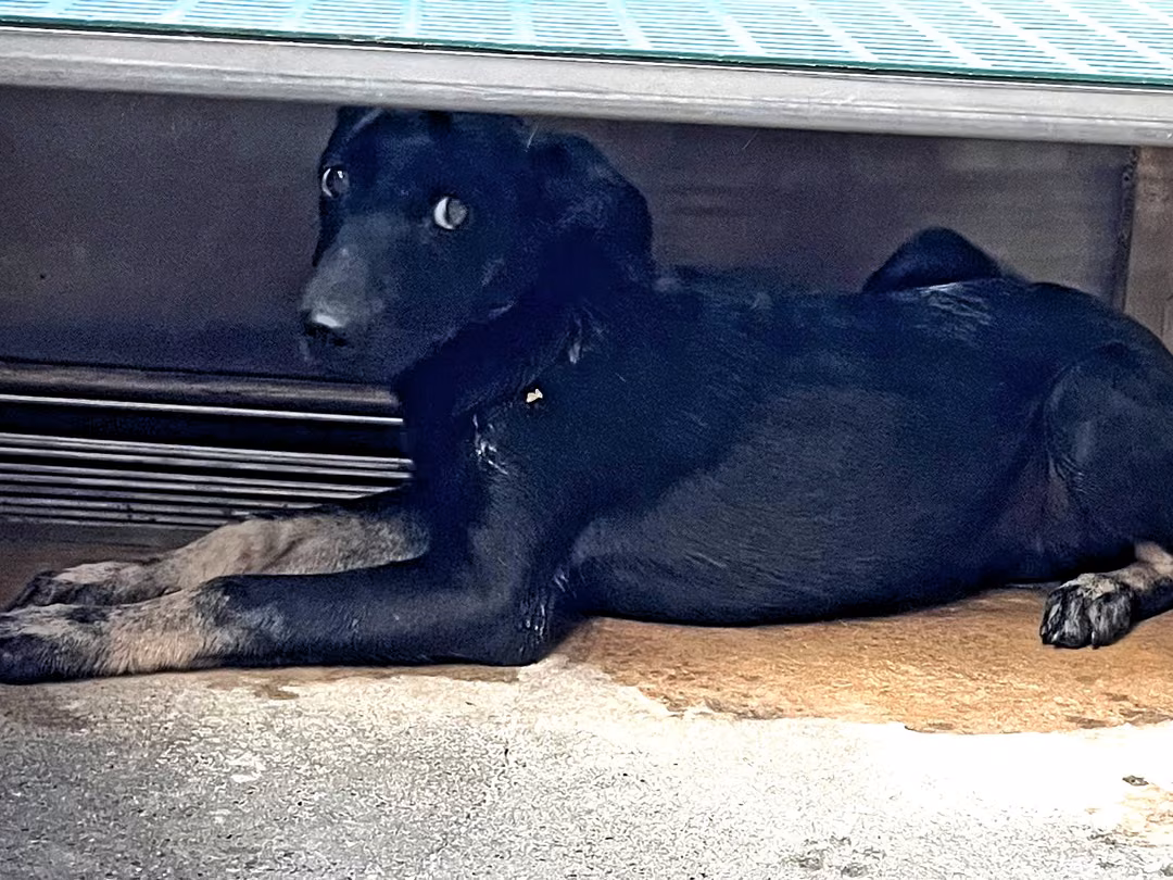 Black adult male mixed-breed dog, Medium, shelter no. …6013