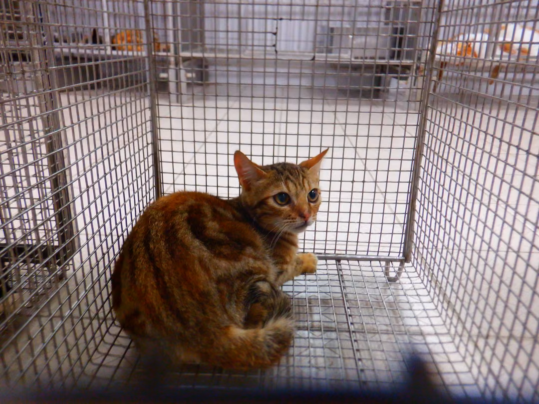 Orange tabby adult female mixed-breed cat, Small, shelter no. …14C8