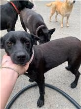 Black adult female mixed-breed dog, Medium, shelter no. …4019