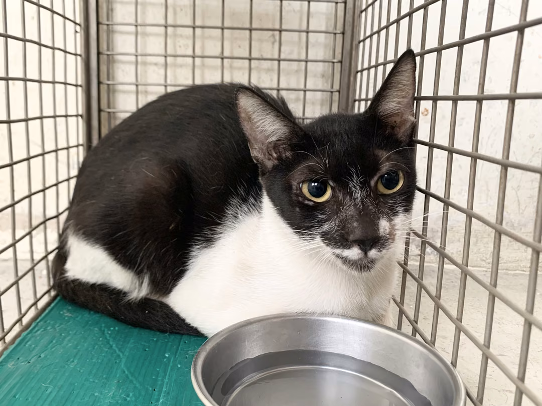 Black-and-white adult female mixed-breed cat, Small, shelter no. …0601
