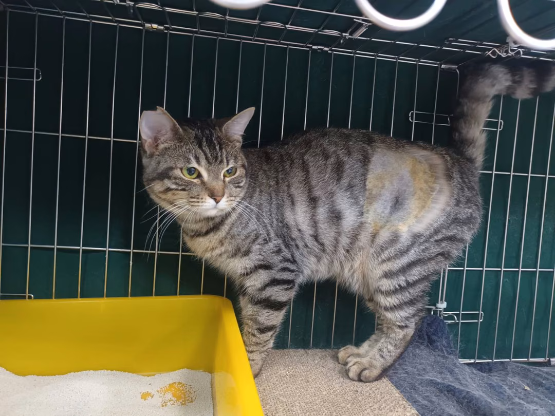 Tabby adult female mixed-breed cat, Small, shelter no. …0701