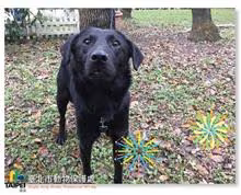 Black young male mixed-breed dog, Small, shelter no. …1002