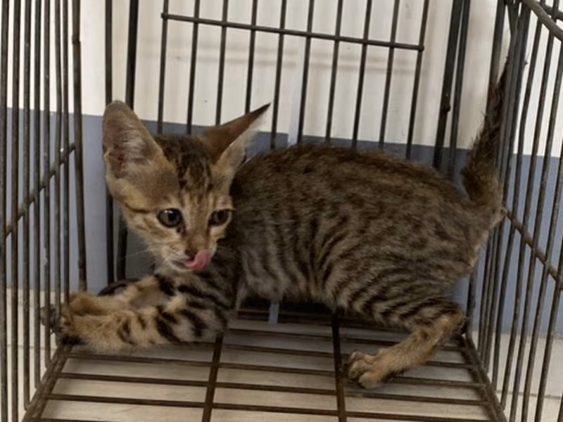 Young female mixed-breed cat, Small, shelter no. …4C10