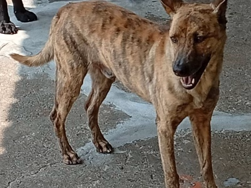 Tabby adult male mixed-breed dog, Large, shelter no. …006D