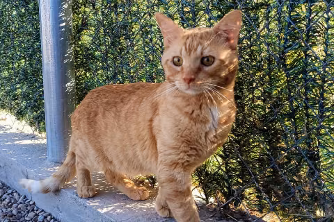 Giste, Adult · Male · European Shorthair