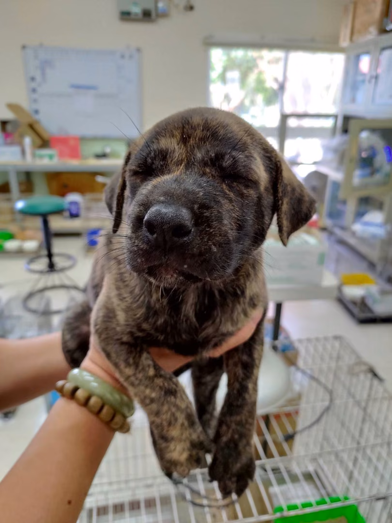 Tabby young female mixed-breed dog, Small, shelter no. …3D04