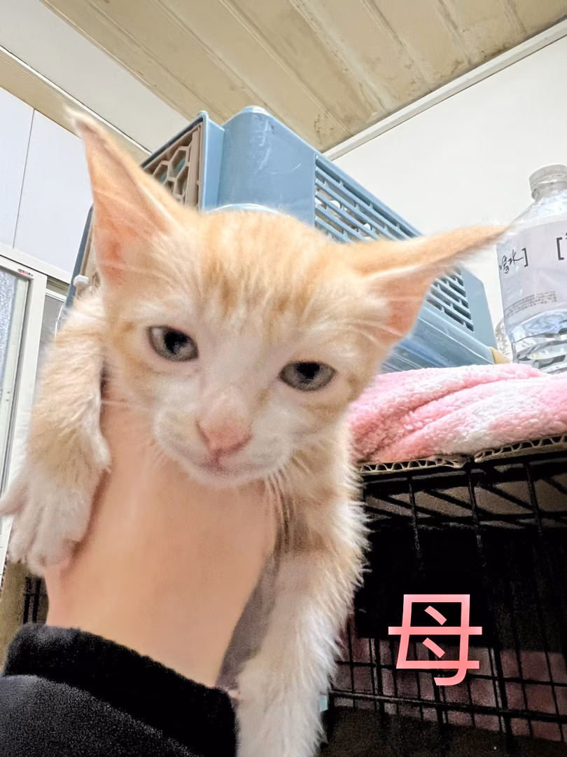 Orange tabby young female mixed-breed cat, Small, shelter no. …6002