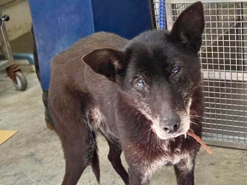 Black adult female mixed-breed dog, Medium, shelter no. …1402