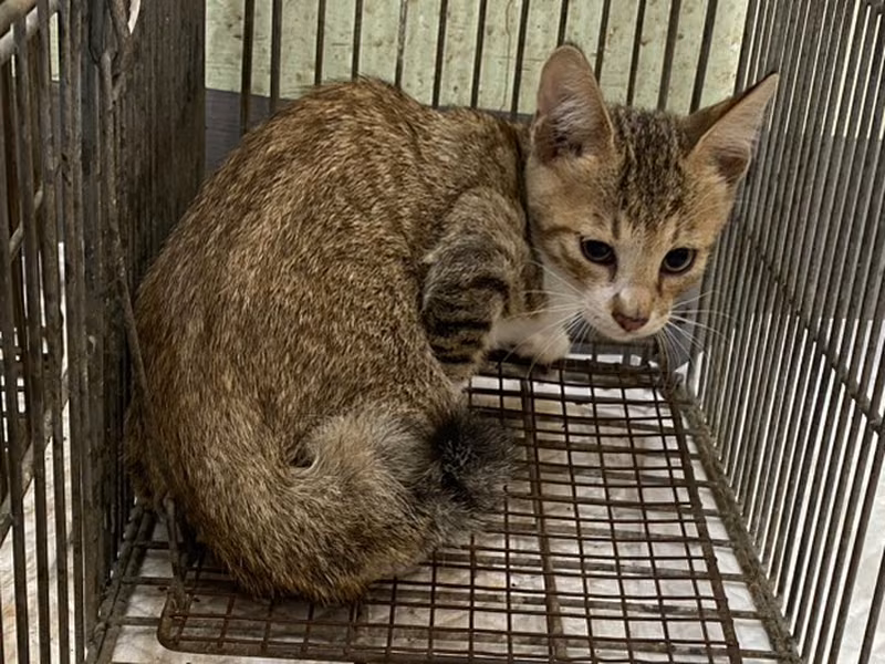 Young male mixed-breed cat, Small, shelter no. …7C02