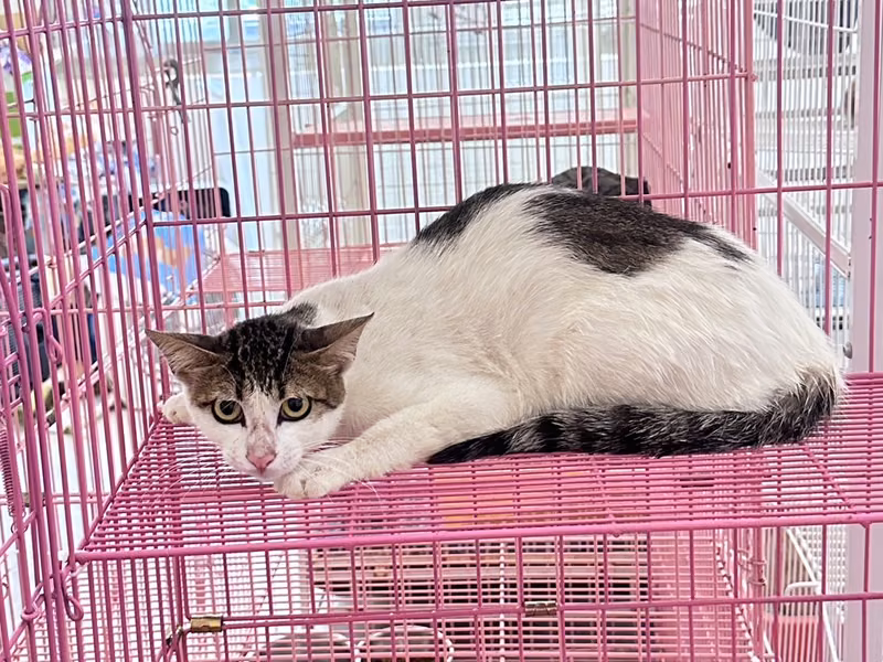 Tabby-and-white adult male mixed-breed cat, Large, shelter no. …4003