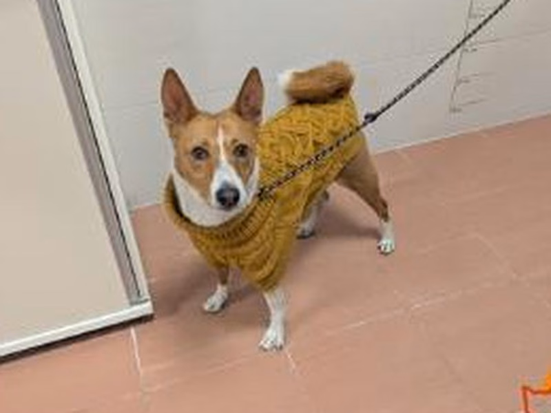 Adult male Basenji, shelter no. …4414