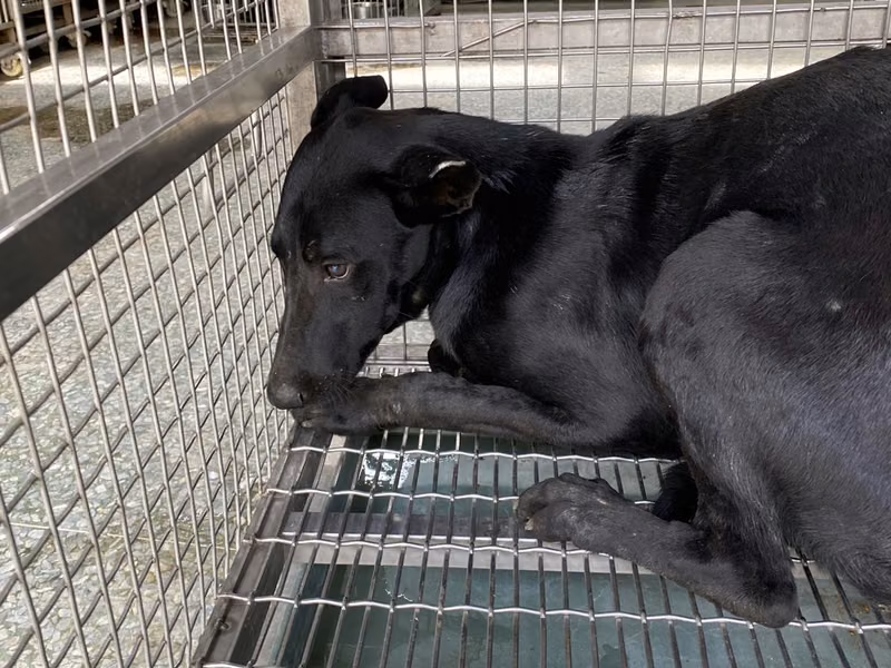 Black adult male mixed-breed dog, Medium, shelter no. …9-11