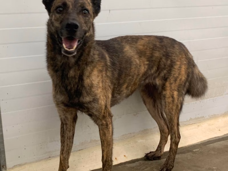 Tabby adult female mixed-breed dog, Medium, shelter no. …1505