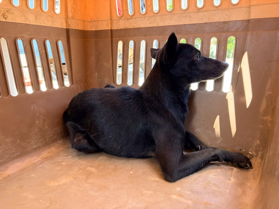 Black young male mixed-breed dog, Small, shelter no. …2004