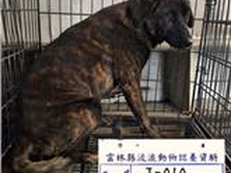 Tabby male mixed-breed dog, Large, shelter no. …010D