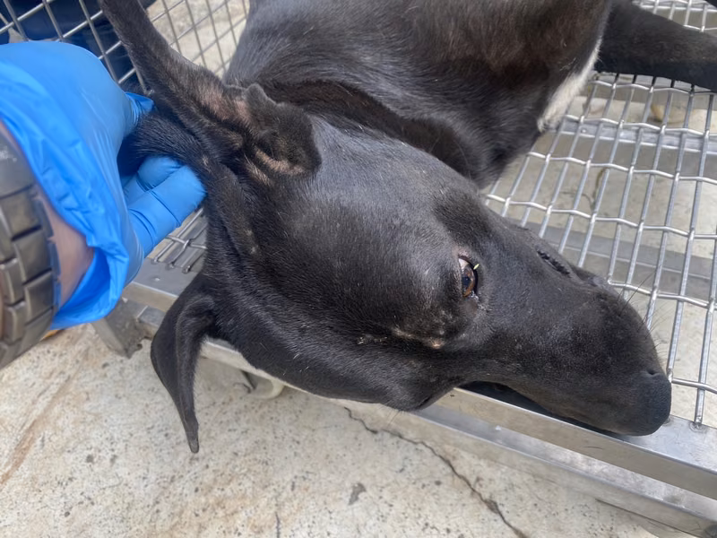 Black adult male mixed-breed dog, Medium, shelter no. …6-12