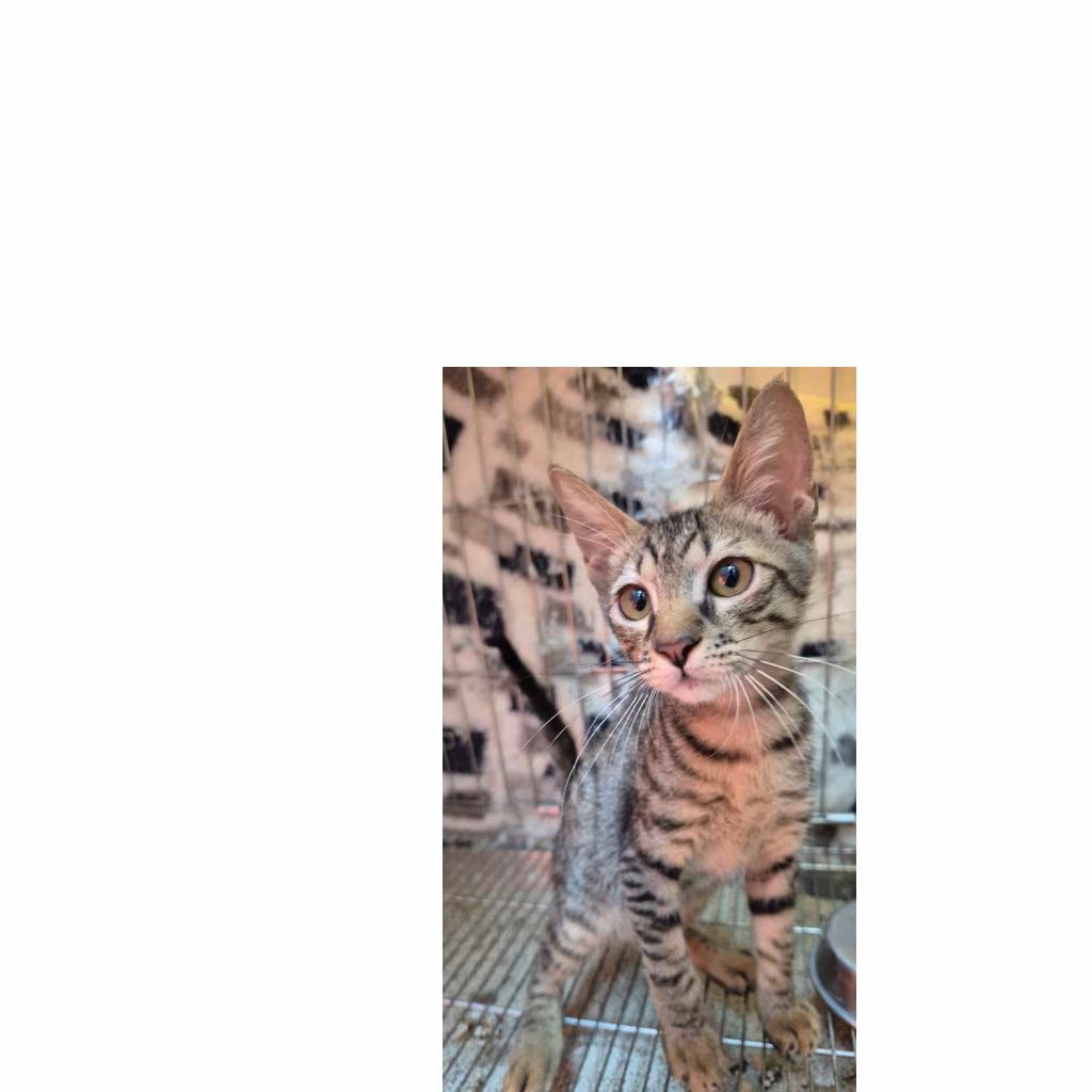 Tabby young female mixed-breed cat, Small, shelter no. …1004