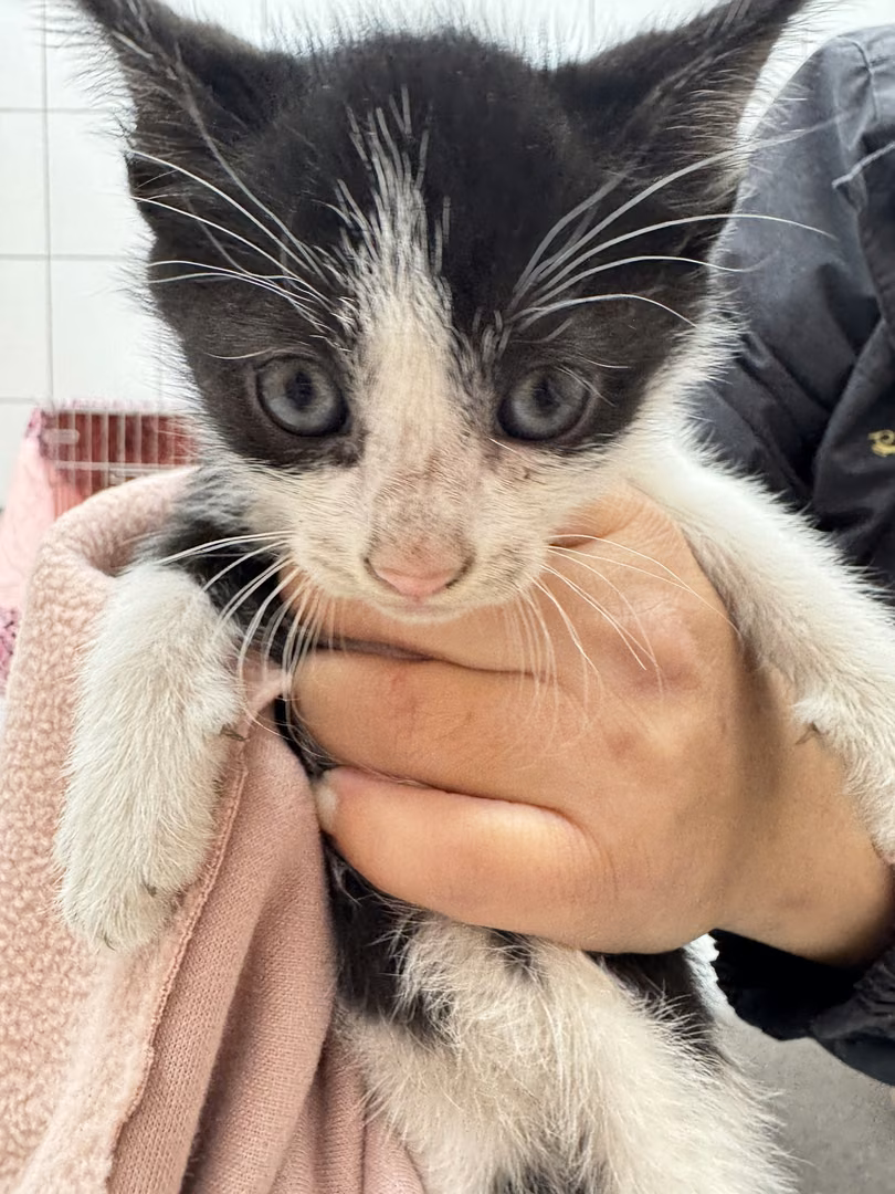Black-and-white young male mixed-breed cat, Small, shelter no. …1002