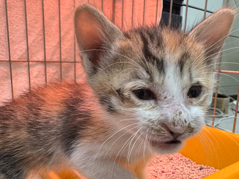 Calico young female mixed-breed cat, Small, shelter no. …4008