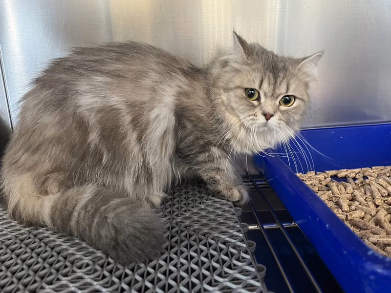 Black tabby adult female British Longhair, Medium, shelter no. …8032