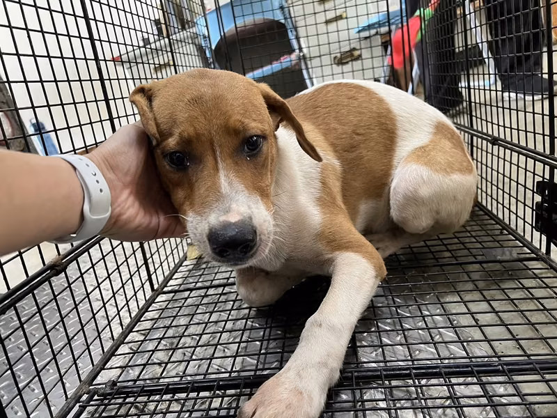 Tan-and-white adult male mixed-breed dog, Medium, shelter no. …9005