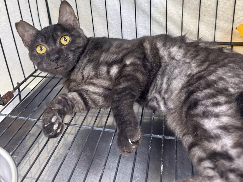 Black-and-gray young female mixed-breed cat, Small, shelter no. …4001