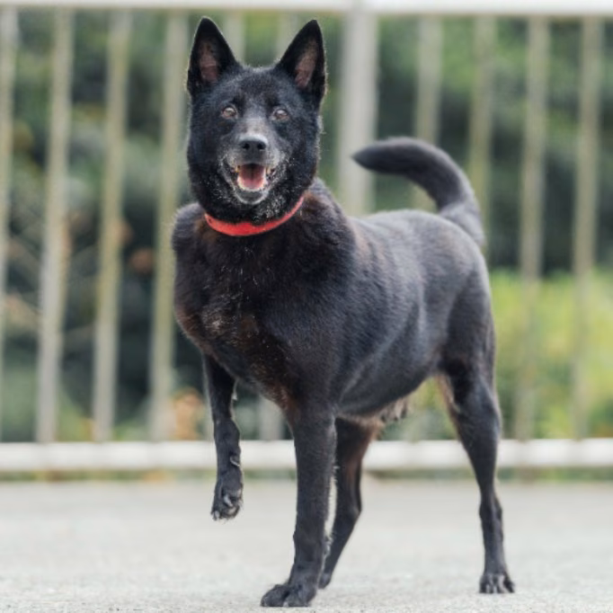 Black adult male mixed-breed dog, Medium, shelter no. …1002