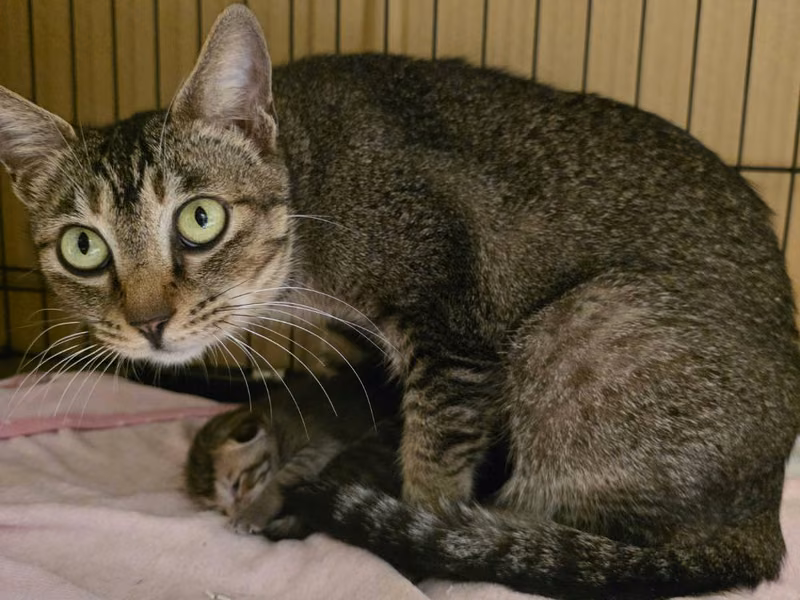 Tabby adult female mixed-breed cat, Small, shelter no. …0001
