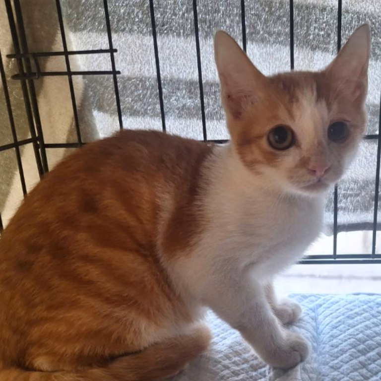 Young female mixed-breed cat, Medium, shelter no. …1803