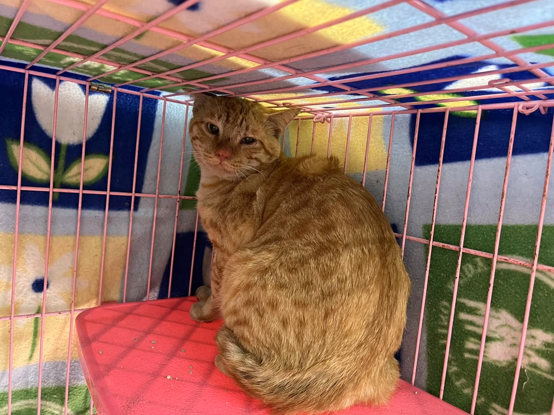 Orange tabby adult male mixed-breed cat, Medium, shelter no. …2705