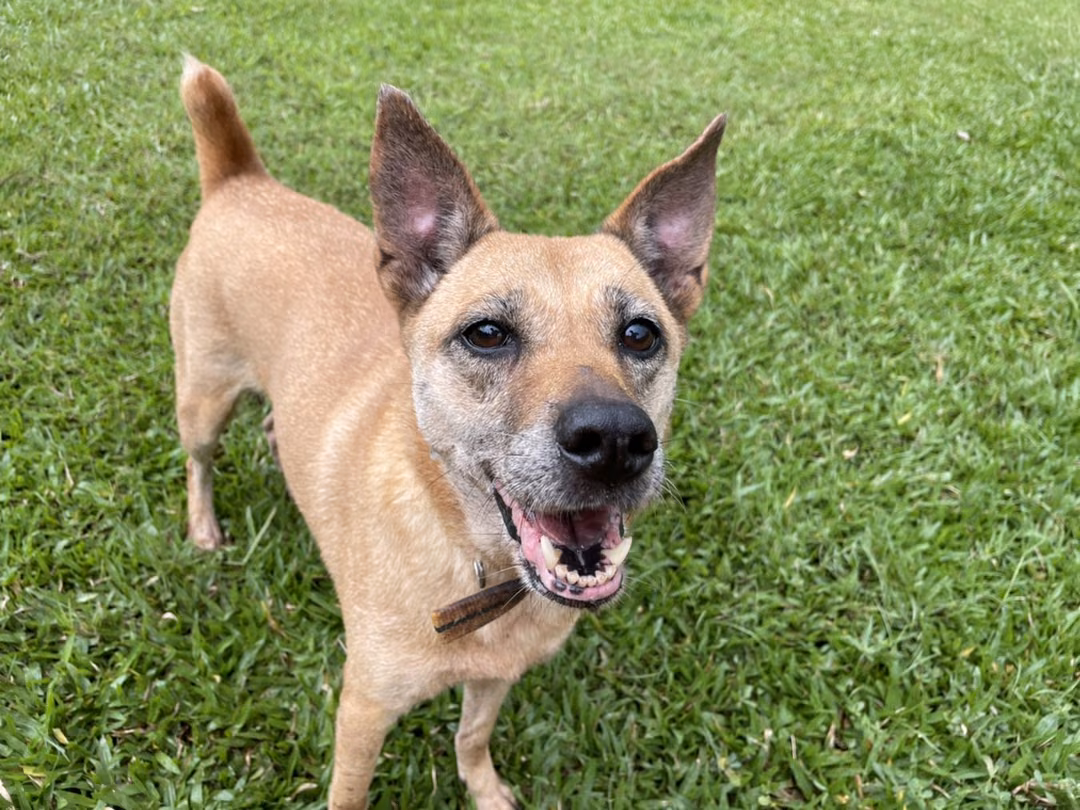 Tan adult female mixed-breed dog, Medium, shelter no. …0205