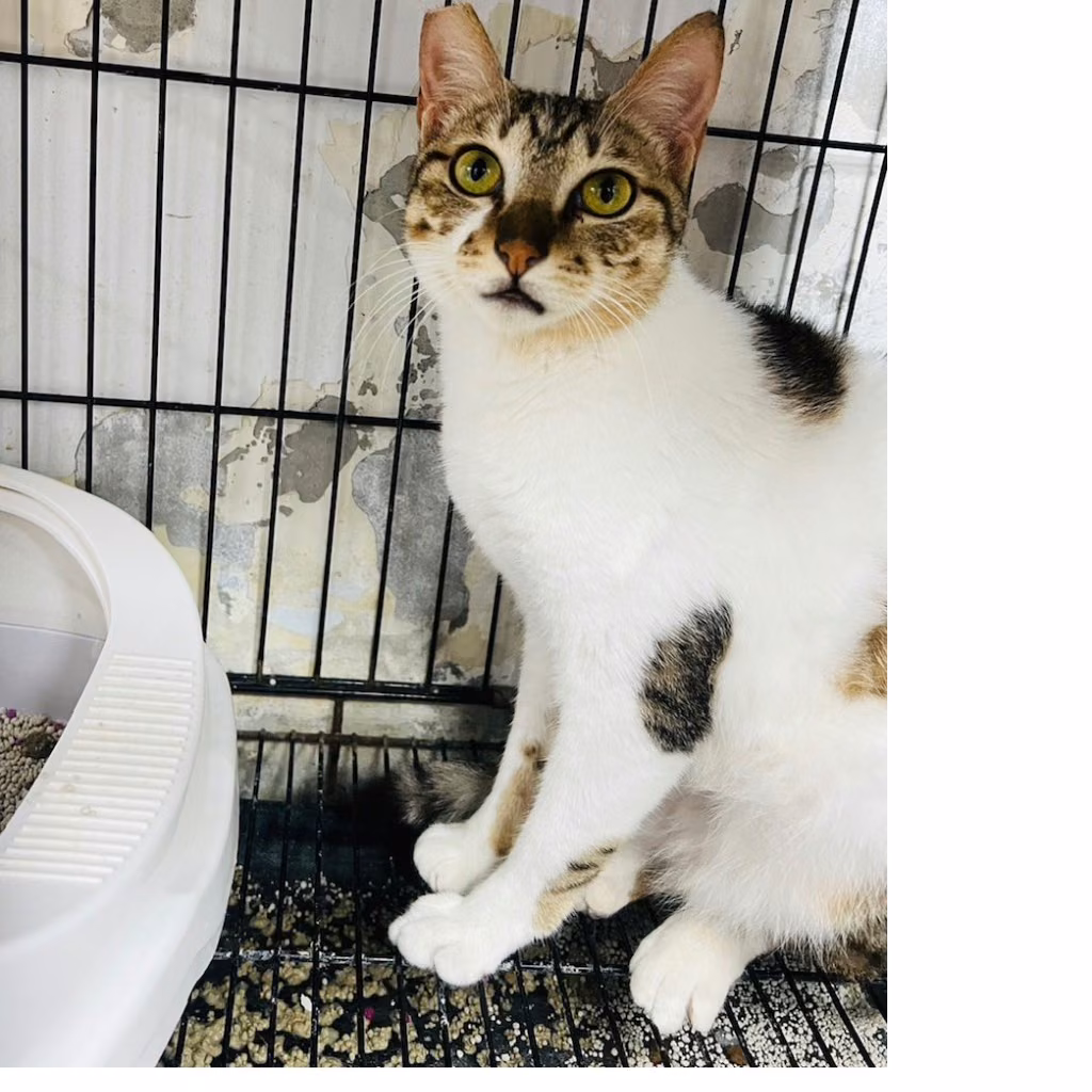 Tabby-and-white adult female mixed-breed cat, Medium, shelter no. …7003