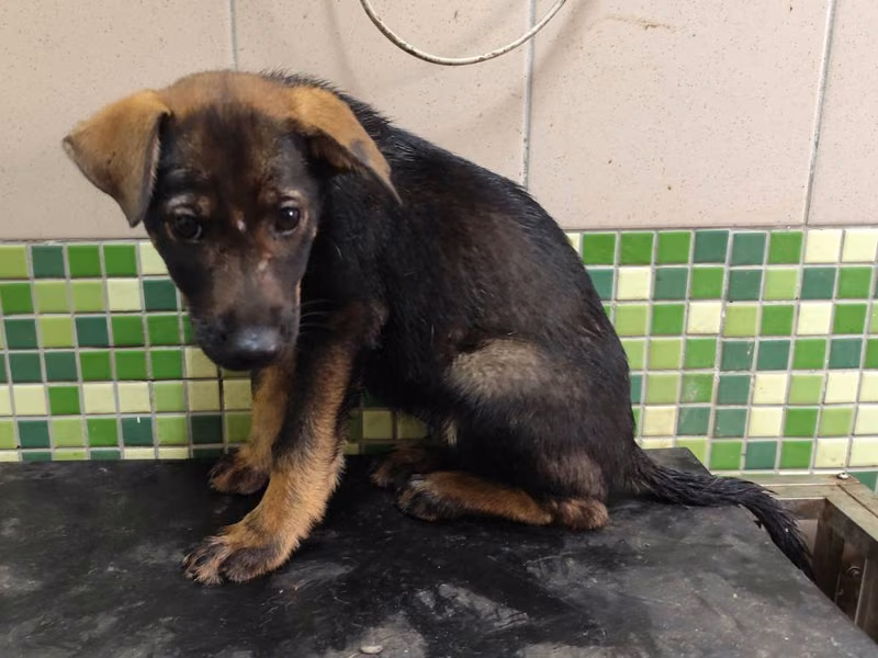Black adult female mixed-breed dog, Large, shelter no. …2005