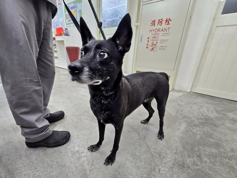Black adult female mixed-breed dog, Medium, shelter no. …1203