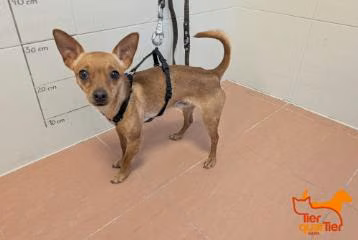 Brown young male German Pinscher, shelter no. …3987