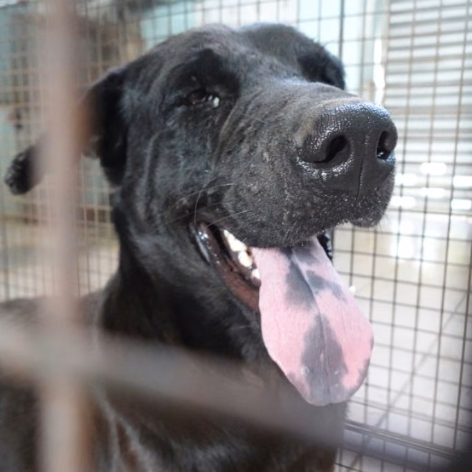 Black adult male mixed-breed dog, Large, shelter no. …1-03