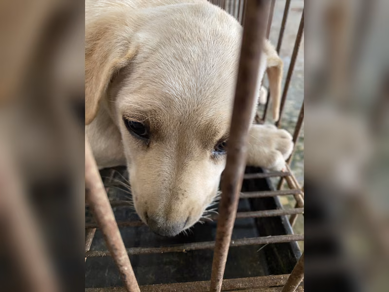 White young female mixed-breed dog, Small, shelter no. …2-03