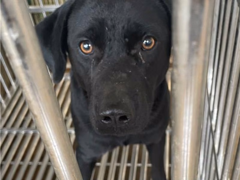 Black adult male mixed-breed dog, Large, shelter no. …3027