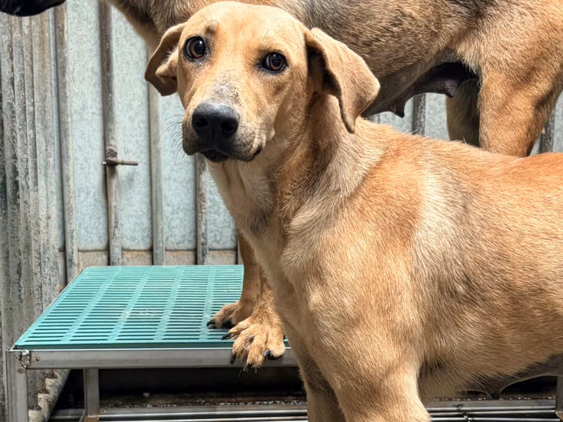 Tan adult female mixed-breed dog, Medium, shelter no. …7003