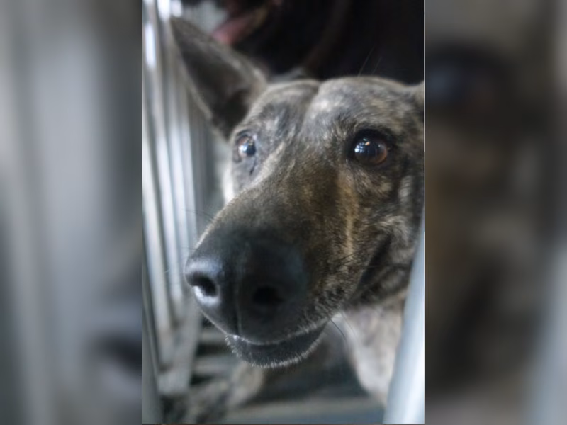 Tabby adult male mixed-breed dog, Medium, shelter no. …0808