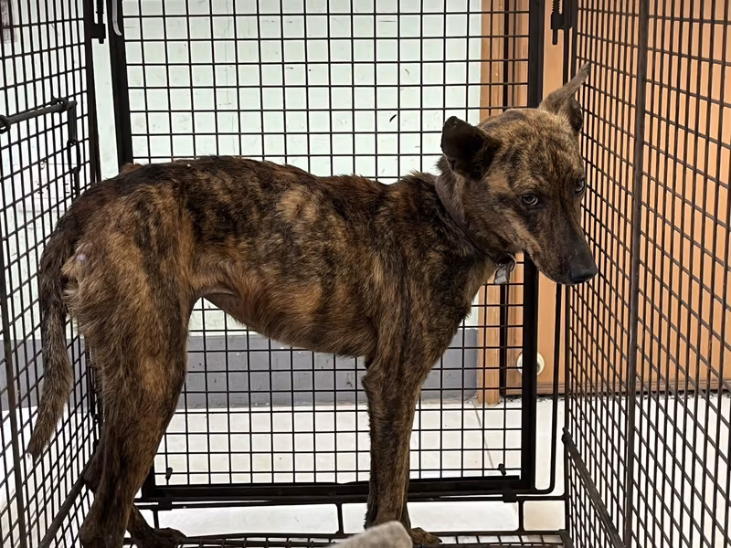 Tabby adult female mixed-breed dog, Medium, shelter no. …4D03