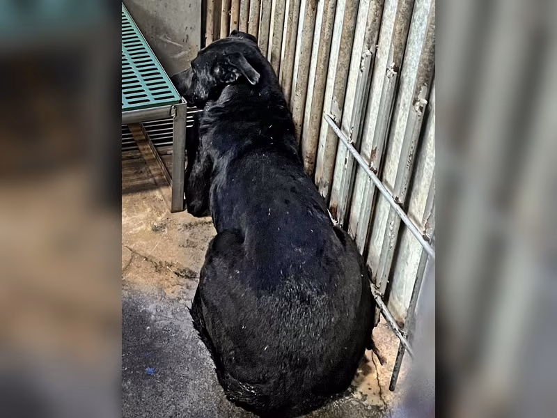 Black adult male mixed-breed dog, Large, shelter no. …6001