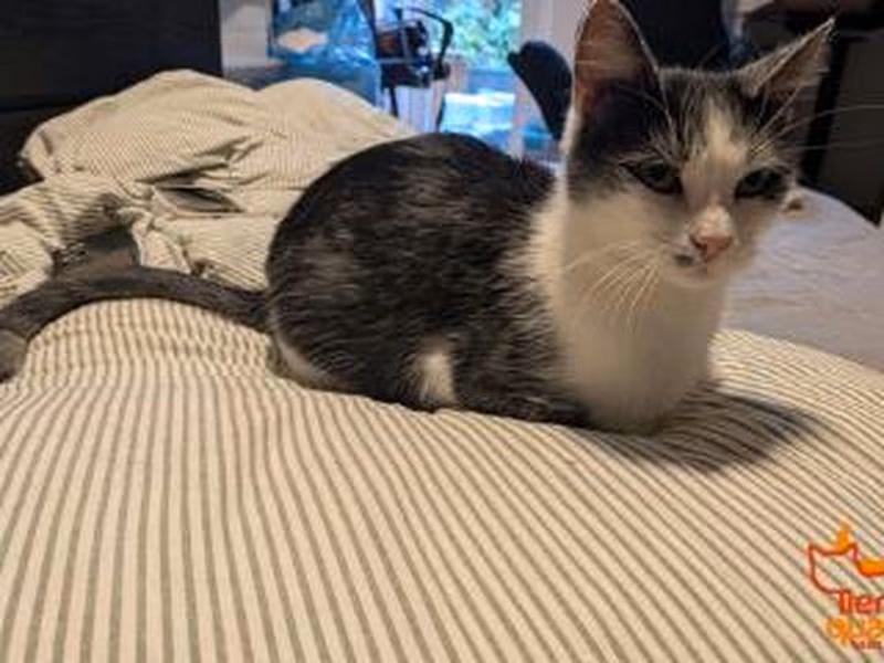 Gray tabby female European Shorthair, shelter no. …4266