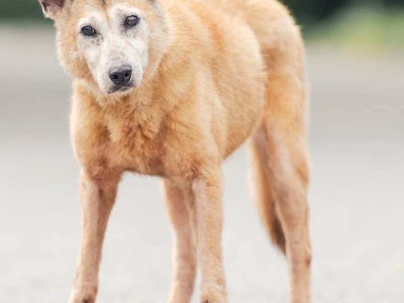 Tan adult female mixed-breed dog, Medium, shelter no. …2010
