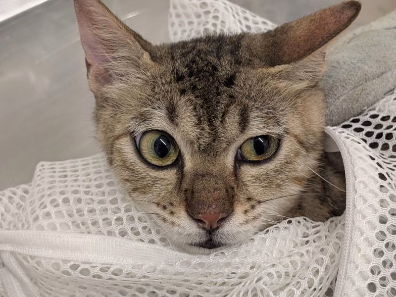 Tabby adult female mixed-breed cat, Small, shelter no. …0701