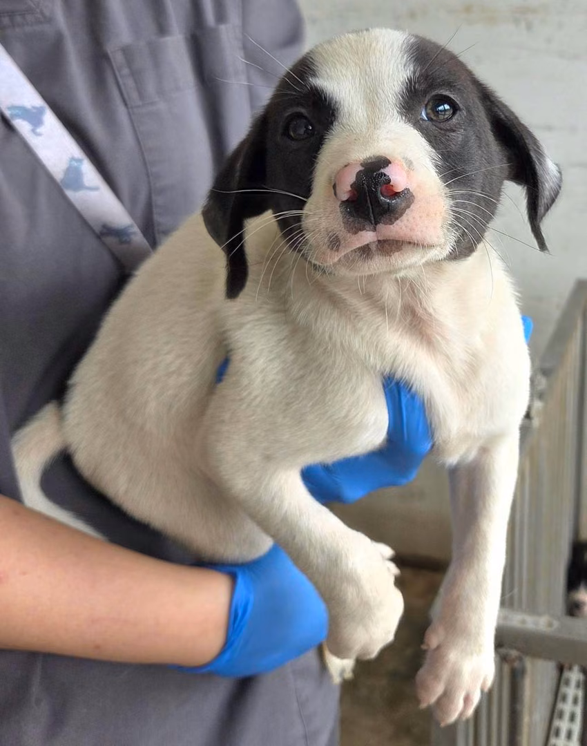 Black-and-white young male mixed-breed dog, Medium, shelter no. …8007