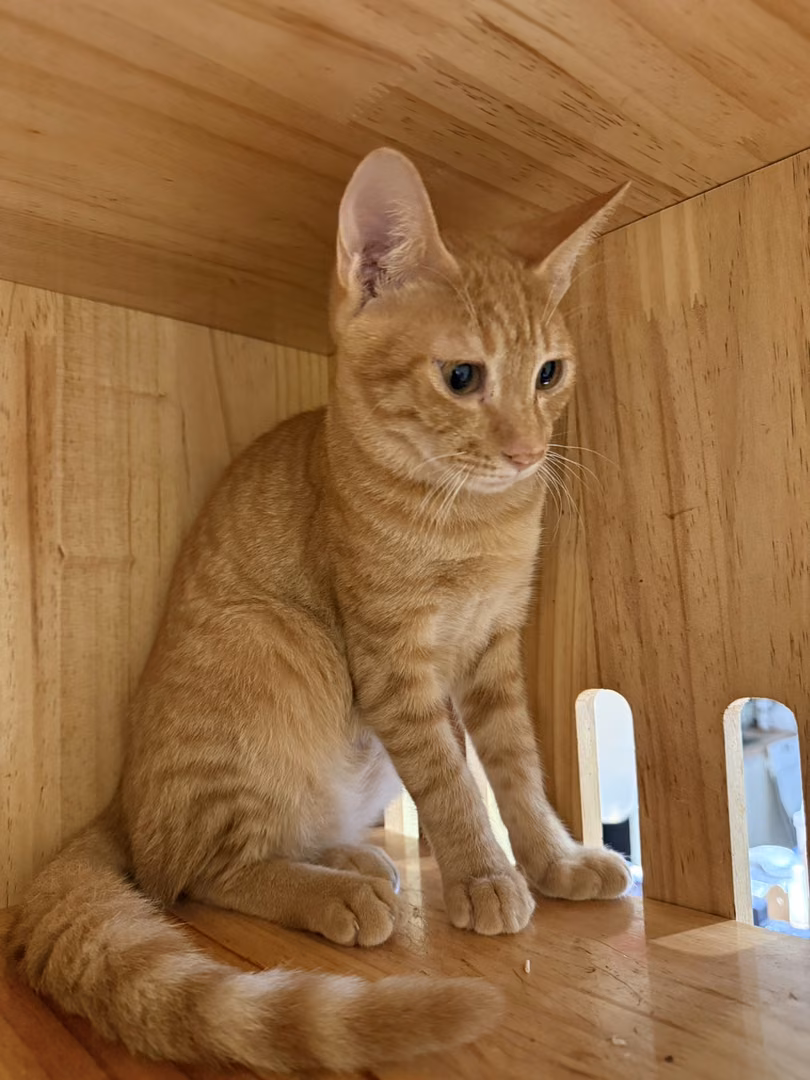 Orange tabby young male mixed-breed cat, Small, shelter no. …1005
