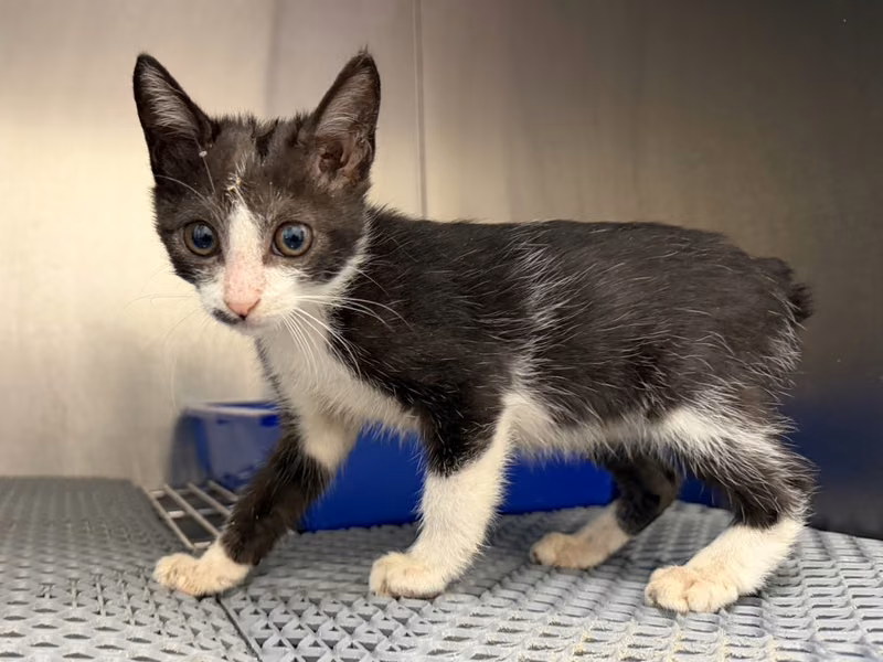 Black-and-white young female mixed-breed cat, Small, shelter no. …7011